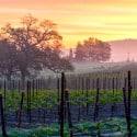 Napa Valley Wine Country Travel Tips