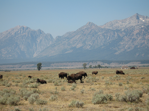 Buffalo-cow-with-calf