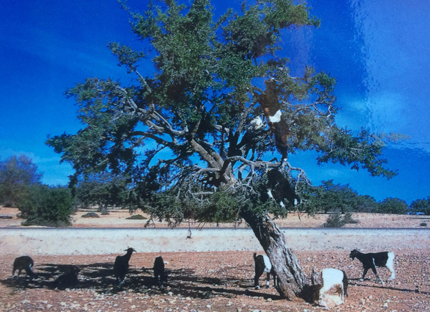 Morocco_Goats
