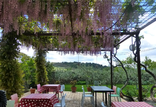 terraced vineyard 