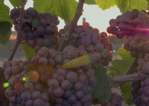 Women in Wine: Jean Arnold Sessions, Hanzell Vineyards