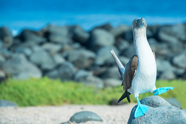 Galapagos Islands