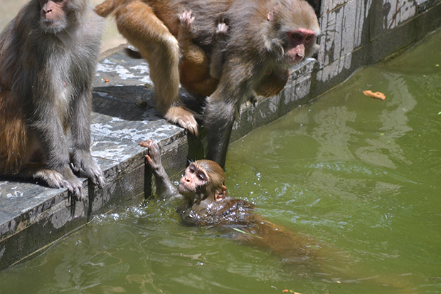 Nepal MONKEY STEPS in Nepal