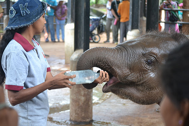 Bottle-feeding-baby-elephants1