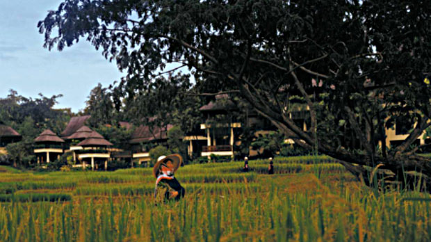 Rice Terrace Fields