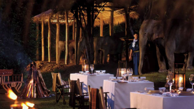 dinner-with-elephants