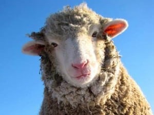 Do Sheep Make Good CEOs