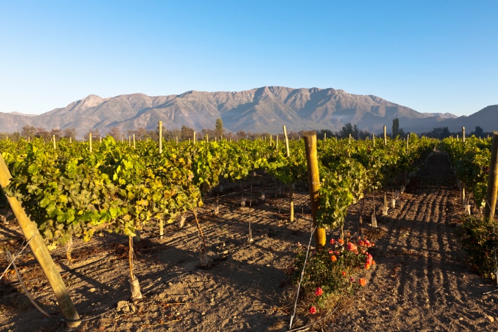 Vineyard