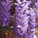 Wisteria Gardens bloom