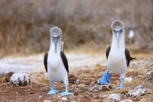 blue footed boobies dancing