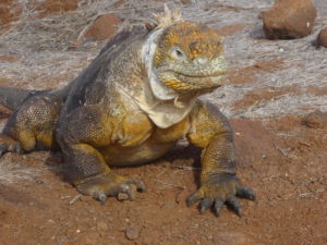 Iguana on Galapagos Island