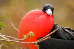 Magnificent frigatebird