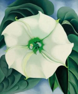 Jimson Weed White Flower No. 1