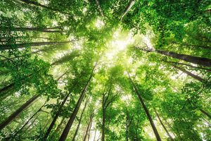 Pantone Color of the Year 2017