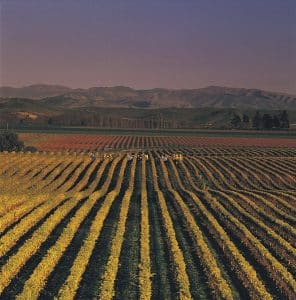 pinot noir