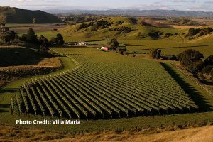 Pinot Noir