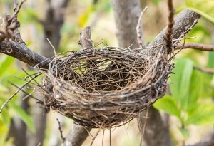 empty nest