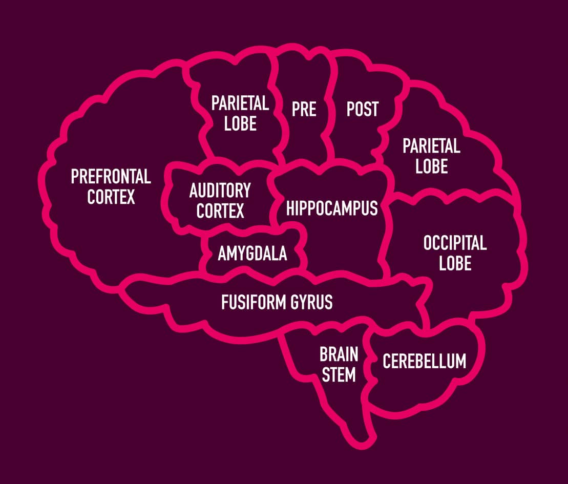 Human Brain Section Diagram with Names
