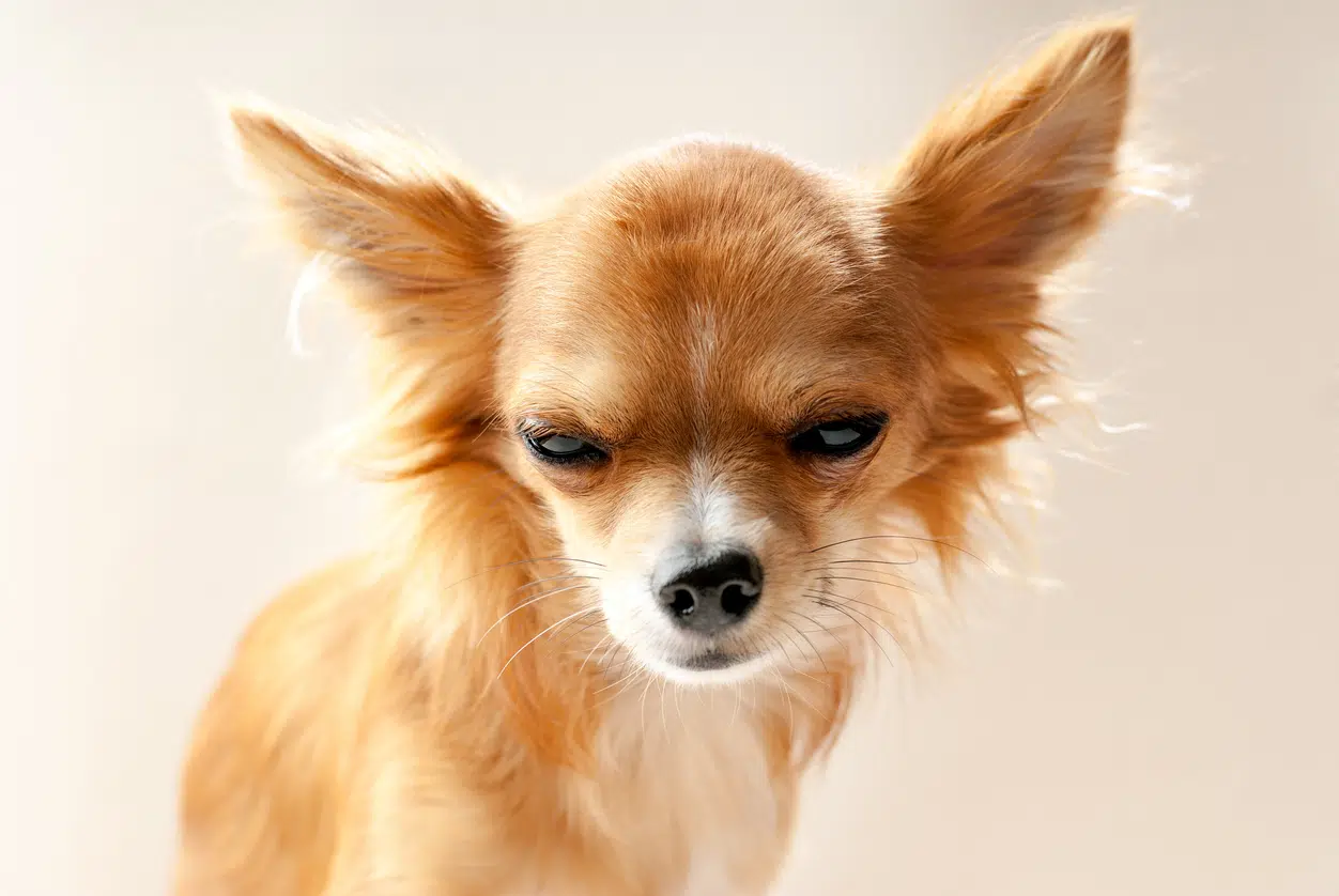 grumpy dog in a bad mood