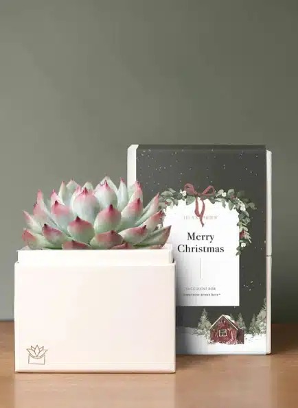 Christmas Bliss Garden
