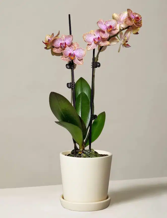 Petite Sunset Orchid