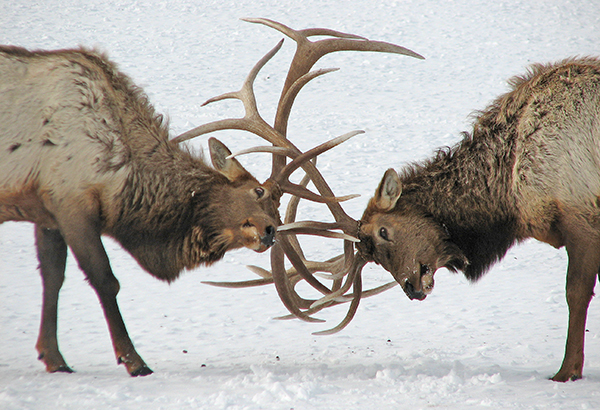 Jackson Hole winter