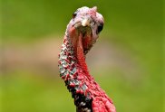 turkey neck