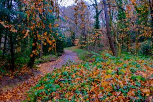 Hampstead Heath in Greater London