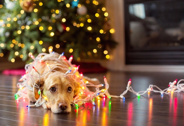 holiday newsletter