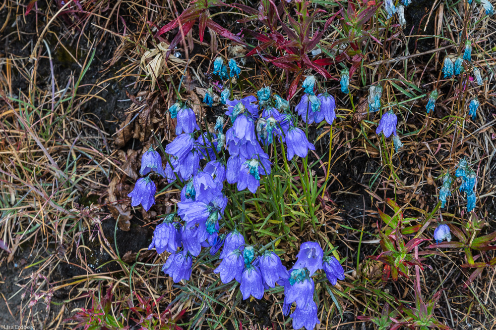 Detail: Greenland harebells