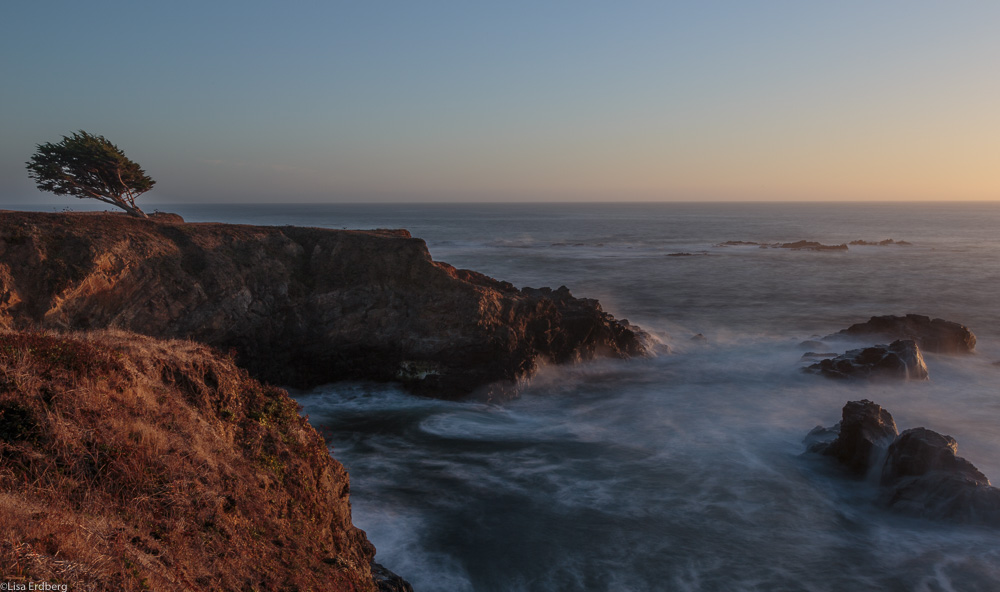 Solitary tree, Sea Ranch, California