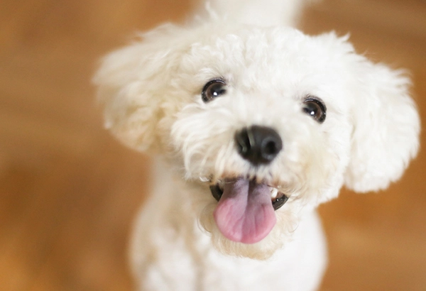 dog's love