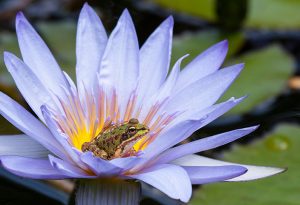 time management tips