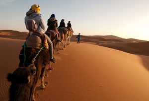 camels in dessert