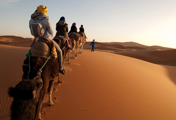 camels in dessert