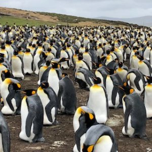 Falkland Islands