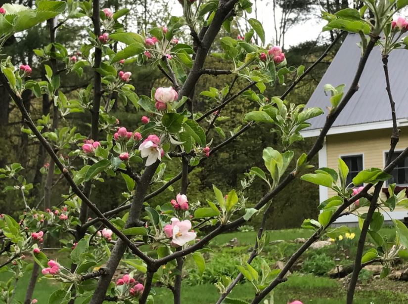 Apple Blooms