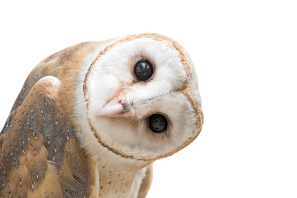 barn owl wisdom