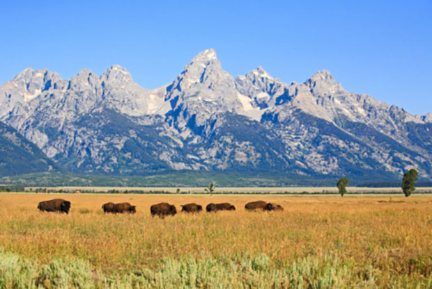 Bison