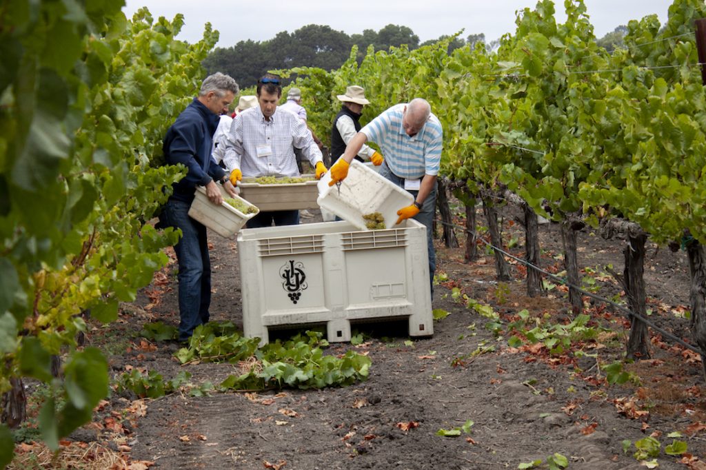 Camp Schramsberg harvest size