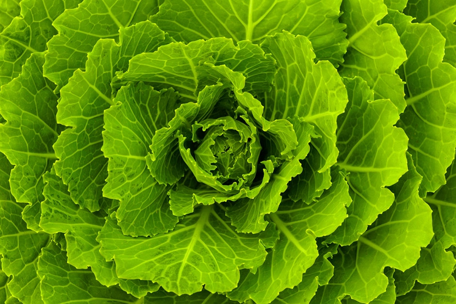 chlorophyll benefits
