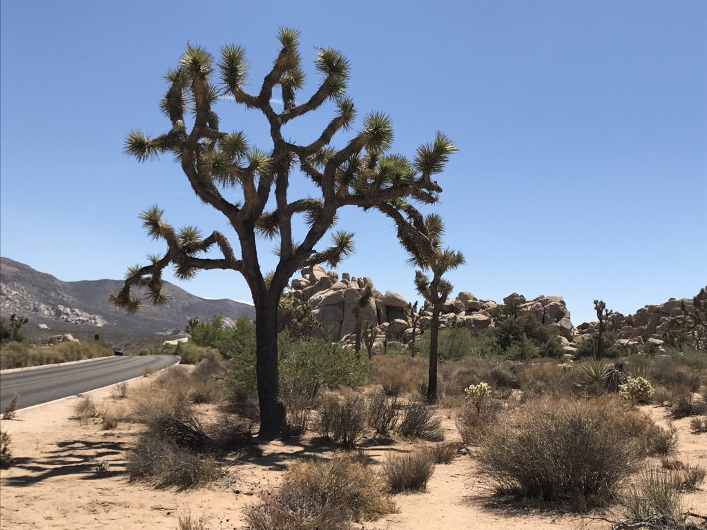 Joshua Tree National Park
