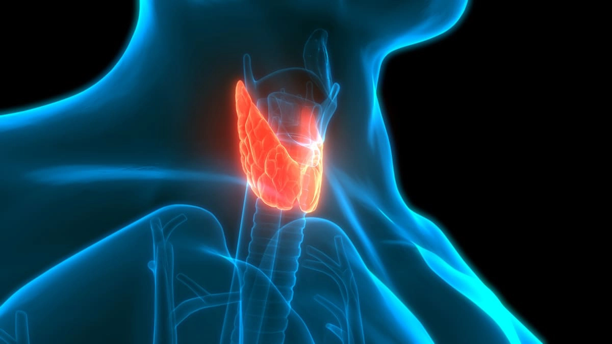 Thyroid gland