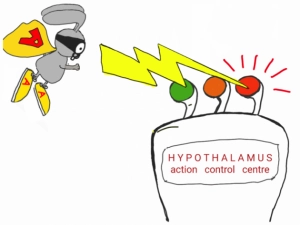 Hypothalamus