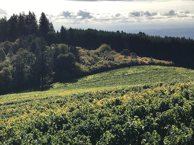 Willamette Valley Courtesy of Tricia Conover, GrapeStone Concepts