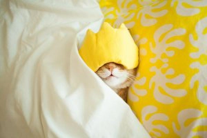 Power Nap Feature