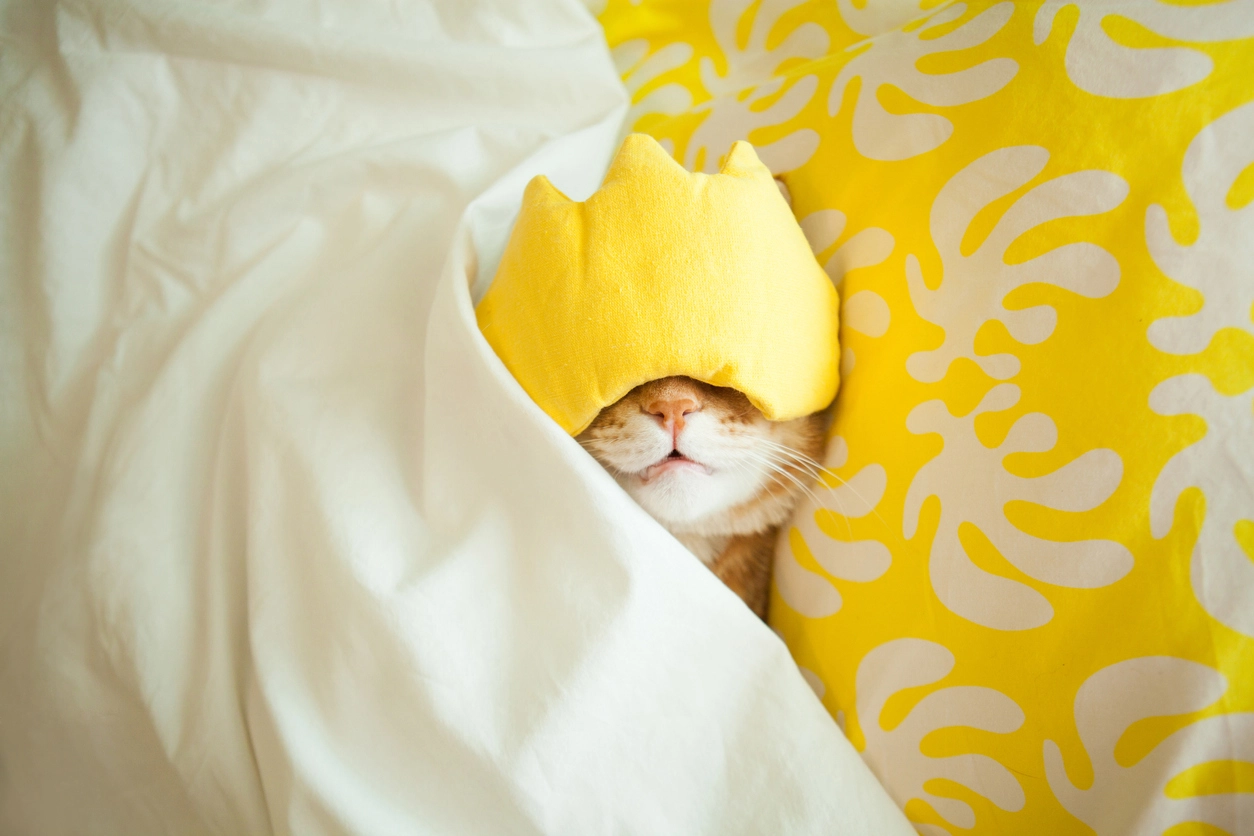 Power Nap Feature