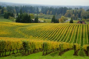 Willamette Valley Feature