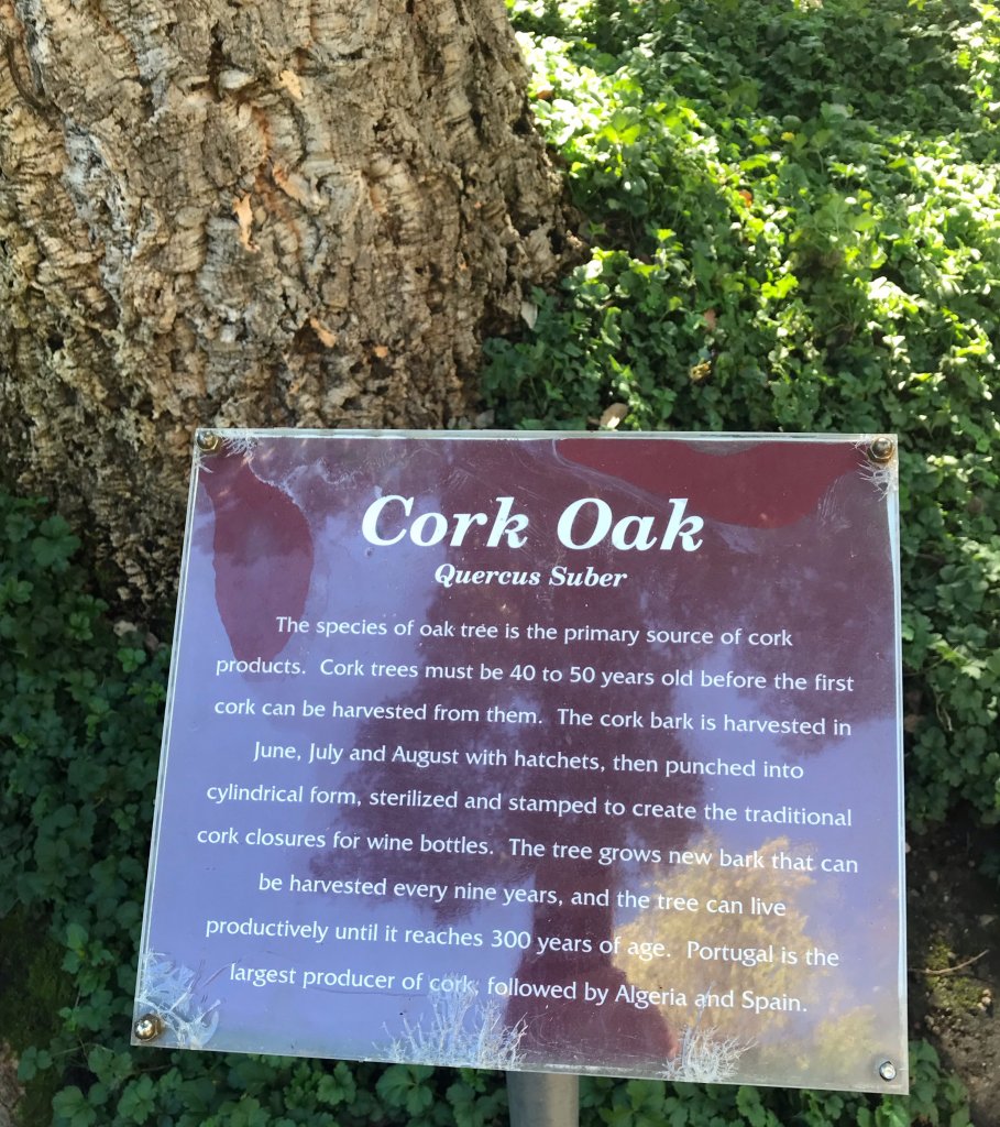 Cork Trees