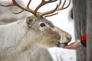 Feeding Reindeer